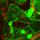 Live-Cell Imaging